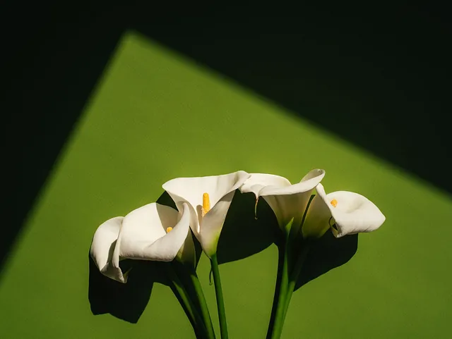 Funeral White Flowers on a Green Background